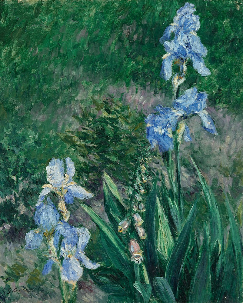 Iris Bleus, jardin du petit Gennevilliers